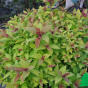 Спирея японская "Голдфлайм" (Spiraea japonica Goldflame)