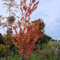 Багрянник японский (Cercidiphyllum japonicum)