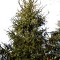 Ель обыкновенная "Виргата" (змеевидная) (Picea abies Virgata)