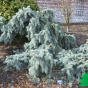 Ель колючая "Глаука Пендула" (Picea pungens 'Glauca Pendula')