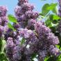 Сирень обыкновенная "Виолетта" (Syringa vulgaris Violetta) 