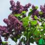 Сирень обыкновенная "Красная Москва" (Syringa vulgaris Krasnaja Moskva)