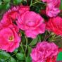 Роза Флауер карпет (Rose Flower Carpet)