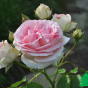 Роза "Иден Роуз" (Rose Eden Rose)