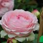 Роза Мэвелин Эден Розе 88 (MEIviolin Eden Rose 88) 