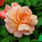 Роза "Априкола" (Rose Aprikola)