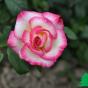 Роза "Хандель" (Rose Handel)