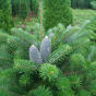 Abies koreana