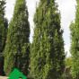 Quercus robur Fastigiata Koste