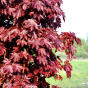 Acer platanoides Crimson Sentry