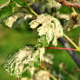 Acer pseudoplatanus Leopoldii