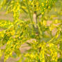 Fraxinus pennsylvanica Aucubifolia
