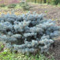 Picea pungens Glauka Globosa