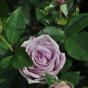 Rose Indigoletta