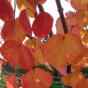 Багрянник японский (лист осенью)
