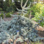 Picea pungens 'Glauca Pendula'