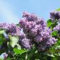 Сирень обыкновенная "Виолетта" (Syringa vulgaris Violetta) 