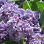 Сирень обыкновенная "Виолетта" (Syringa vulgaris Violetta) 