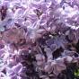 Сирень обыкновенная "Виолетта" (Syringa vulgaris Violetta) 