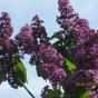 Сирень обыкновенная "Красная Москва" (Syringa vulgaris Krasnaja Moskva)