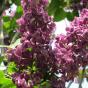 Сирень обыкновенная "Красная Москва" (Syringa vulgaris Krasnaja Moskva)