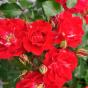 Роза "Ротилия" (Rose Rotilia)
