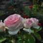 Роза Иден Роуз