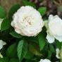 Роза "Уайт Джуэл" (Rose White Jewel)